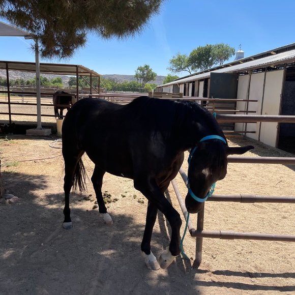 Meet your Posher, Islandaloha - Picture 6 of 6